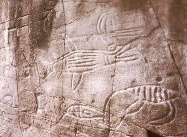 Petroglyphs on Vancouver Island